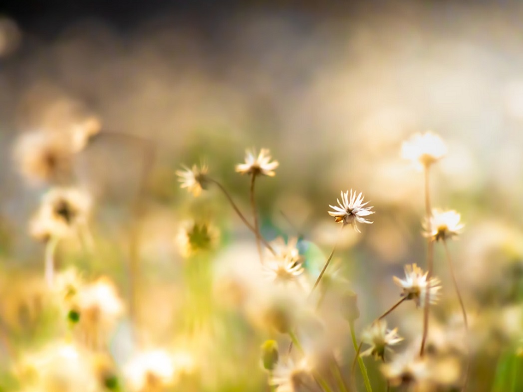 Het verschil tussen onkruid en een bloem is… - Griet Deca