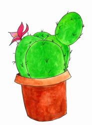 cactus cactus